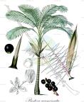 Prestoea acuminata
