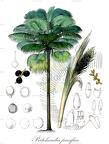 Pritchardia pacifica
