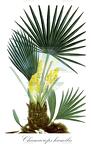 Chamaerops humilis