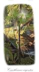 Coccothrinax argentea