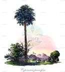 Copernicia prunifera
