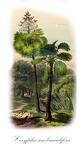 Corypha umbraculifera