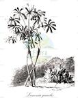 Lanonia gracilis