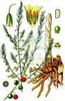 Asparagus officinalis