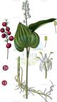 Maianthemum bifolium