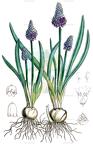 Bellevalia ciliata