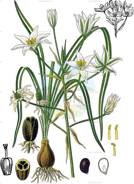 Ornithogalum umbellatum