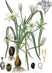 Ornithogalum umbellatum