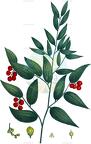 Danae racemosa