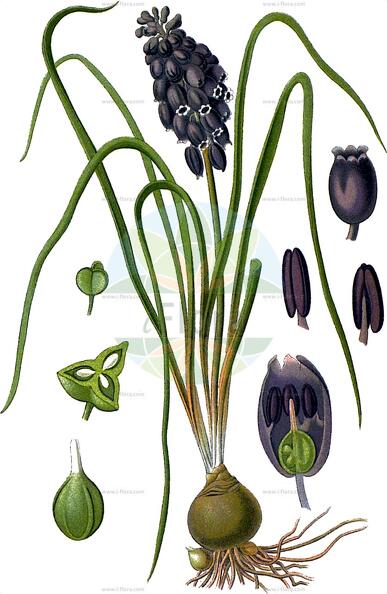 Muscari racemosum