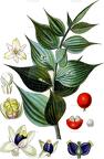 Ruscus aculeatus