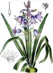 Hyacinthoides hispanica