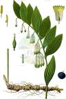 Polygonatum multiflorum