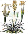 Agave americana