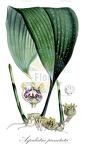 Aspidistra punctata