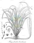 Hagenbachia brasiliensis