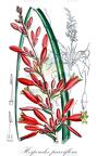 Hesperaloe parviflora
