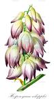 Hesperoyucca whipplei