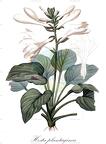 Hosta plantaginea
