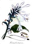 Hosta plantaginea