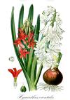 Hyacinthus orientalis