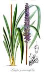 Liriope graminifolia