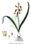 Lachenalia aloides