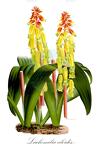 Lachenalia aloides