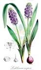 Ledebouria cooperi