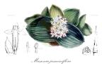 Massonia jasminiflora