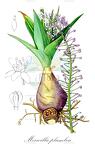 Merwilla plumbea