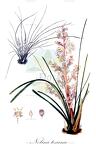 Nolina texana