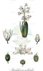 Puschkinia scilloides