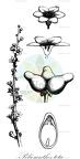 Peliosanthes teta
