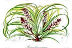Reineckea carnea