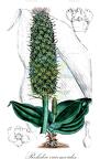 Rohdea eucomoides