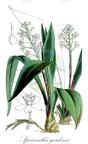 Speirantha gardenii