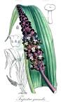 Tupistra grandis