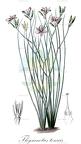 Thysanotus tenuis
