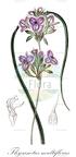 Thysanotus multiflorus