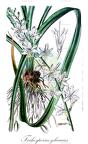Trihesperus glaucus