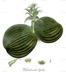Whiteheadia bifolia