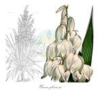 Yucca gloriosa