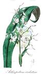 Arthropodium cirrhatum