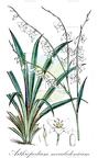 Arthropodium neocaledonicum