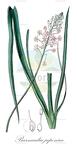 Barnardia japonica