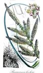 Beaucarnea hookeri