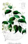 Behnia reticulata