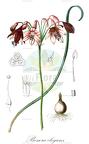 Bessera elegans