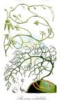 Bowiea volubilis